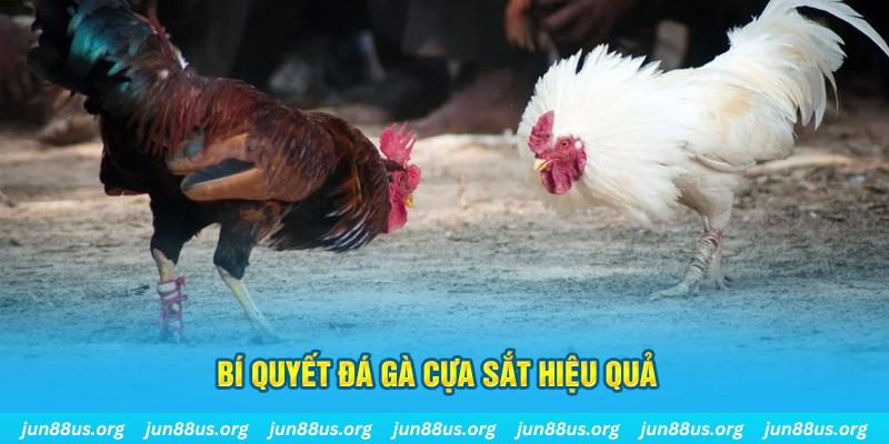 hi8823 đá gà cựa dao