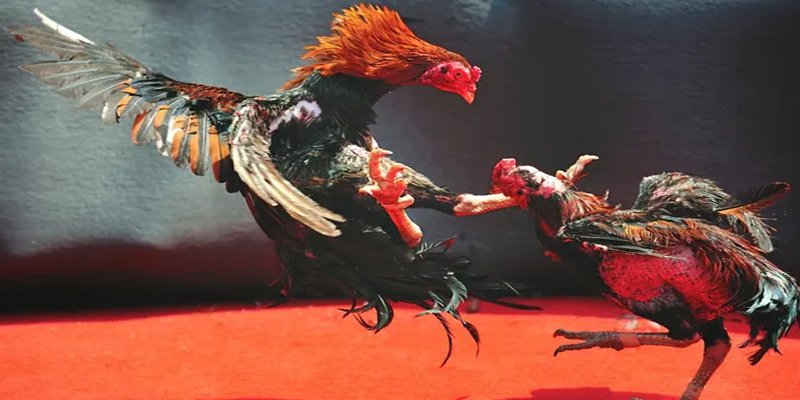 hi8823 BG Bắn cá