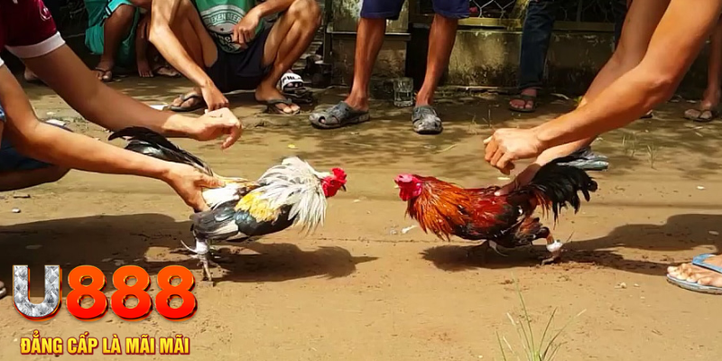 hi8823 đăng nhập mậu binh rút tiền nhanh