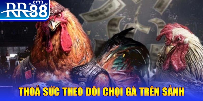 hi8823 đá gà 88.com